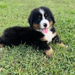 Black collar - Black tan and white male Bernese Mountain Dog puppy in Harrisburg, North Carolina from Bunn Ranch Goldens & Bernese