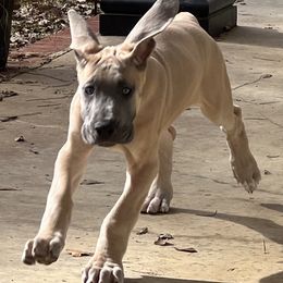 Great Dane Puppies from Leslie Woodard's Great Danes