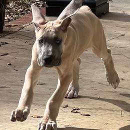 Great Dane Puppies from Leslie Woodard's Great Danes