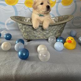 Golden Retriever Puppies from SpringWave Kennel