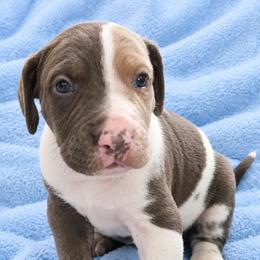 Ayden - Harlequin male Great Dane puppy in Biscoe, North Carolina from Clouser's Bodacious Danes & Miniature Schnauzers