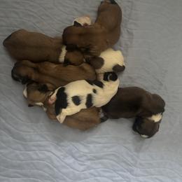 Lhasa Apso puppies from Floofie Butts