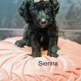 Sienna - Chocolate female Goldendoodle puppy in Pasco, Washington from Camp Doodle Woods