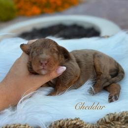 Cheddar - Merle male Goldendoodle puppy in Las Vegas, Nevada from Dose of Doodles