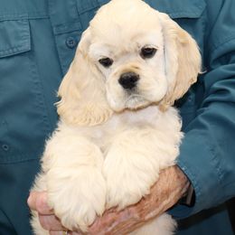 Cocker Spaniel Puppies from J and S Cocker Spaniels