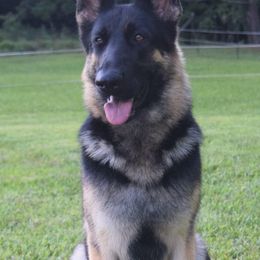 German Shepherds from Fame Kennels