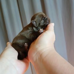 Valentina (Chocolate Truffle) - Chocolate female Shih Tzu puppy in Jacksonville, North Carolina from Charming Southern Shih Tzu