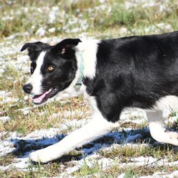 Max - Black and white male Border Collie puppy in Strafford, Vermont from Thundering Paws Farm Working Collies