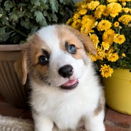Boy 1 - Pembroke Welsh Corgi puppy in Springville, California from Campbell Creek Corgis