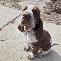 Noelle - White and chestnut female Bracco Italiano puppy in Silver Summit, Utah from Snow Peak Kennel
