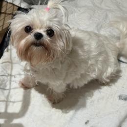 Maltese puppies from Exotic City Pomeranians and chihuahuas