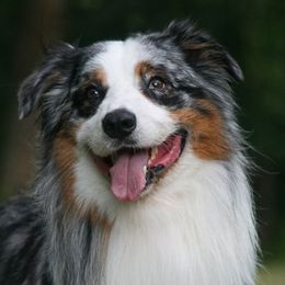 Australian Shepherd All Grown Up from Marquis