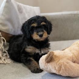 Mini Mae Barry - Phantom female Bernedoodle puppy in Eureka, Illinois from Joley Aire Family Dogs