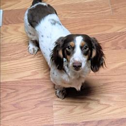 Peppy - Dachshund