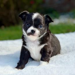 Joker 3250 - Black and white male Chihuahua puppy in Forsyth, Georgia from Brooks Grove Canines LLC