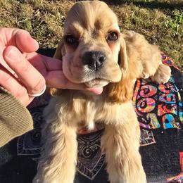Odesza - Red female Cocker Spaniel puppy in Gate City, Virginia from Top Notch Cocker Spaniels