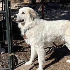 Altaïr - Colorado Mountain Dog