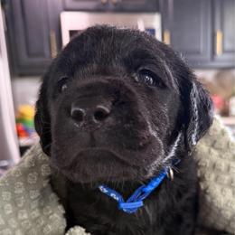 Ike - Blue Collar - Black male Labrador Retriever puppy in Greensburg, Kentucky from Paws Farm Retrievers
