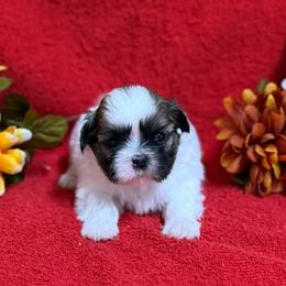 Spotted Girl - Gold and white female Shih Tzu puppy in Vinita, Oklahoma from Locust Creek Shih Tzu & Havanese