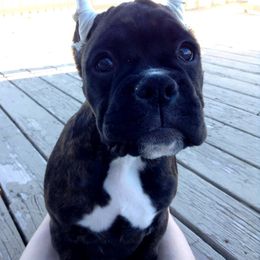 Boxer Puppies from Vintage Boxers