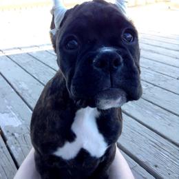Boxer Puppies from Vintage Boxers