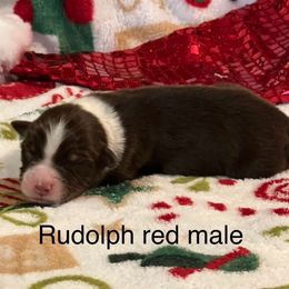 Rudolph - Red tri-color male Australian Shepherd puppy in Howardsville, Virginia from Spectacular Aussies and Cavaliers
