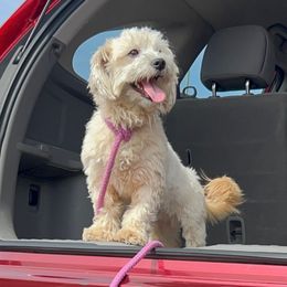 Boy 1 - Apricot male Havapoo puppy in Surprise, Arizona from Huckleberry Doodles
