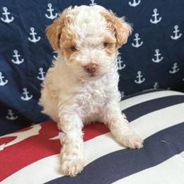 Sasha - Merle female Maltipoo puppy in Scott, Arkansas from Legacy's Litters