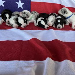 Cardigan Welsh Corgi Puppies from Wild K Ranch
