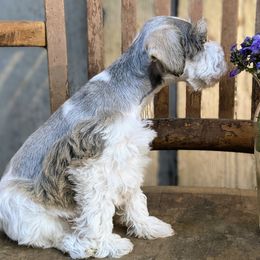 Aussiedoodle and Miniature Schnauzer Puppies from Cedar Creek Ranch