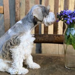 Aussiedoodle and Miniature Schnauzer Puppies from Cedar Creek Ranch