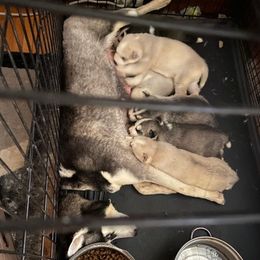 Siberian Huskies from Happy Huskies