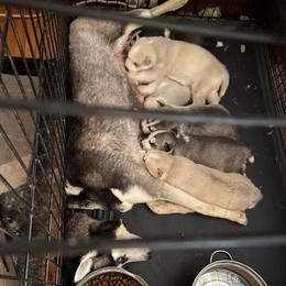Siberian Huskies from Happy Huskies