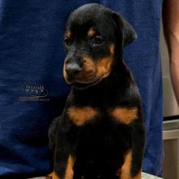 Katana - Black and rust female Doberman Pinscher puppy in China Township, Michigan from Snell's Superior Kennel Dobermann & GSP