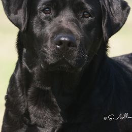 Labrador Retrievers from Paloma Labradors