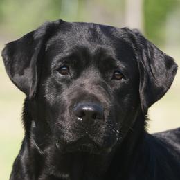 Labrador Retrievers from Paloma Labradors