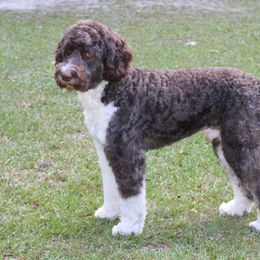 Aussiedoodle All Grown Up from Ivy & Oak Doodles