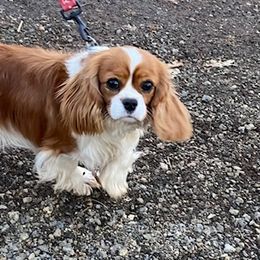 Paris - Cavalier King Charles Spaniel