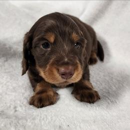 Hatch (orange collar) - Chocolate and tan male Dachshund puppy in Anaconda, Montana from Williams Family Dachshunds