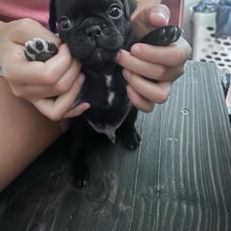 Pug - Black male Pug puppy in Gilmer, Texas from Texas Pugs