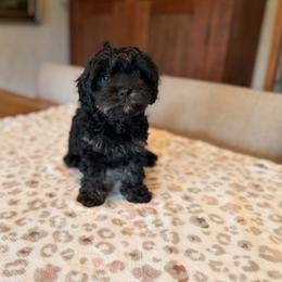 Cavapoo - Willow - Black and tan female Cavalier King Charles Spaniel puppy in Middletown, Ohio from CreekSong Farm Cavaliers