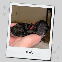 Shade - Black male Poodle puppy in Spring Branch, Texas from Mezzo Poodles