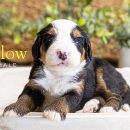 Yellow - Tri-color female Bernedoodle puppy in Alpharetta, Georgia from Doodles of Buckhead