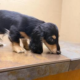Bobby - Black and cream male Dachshund puppy in Irving, Texas from DFW Dachshunds by G & S