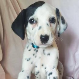 Glaceon (Sky blue collar) LUA - White and black female Dalmatian puppy in Raymondville, Missouri from Wagner's Dalmatian's