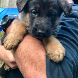 German Shepherd Puppies from Kron-Muller Haus Shepherds