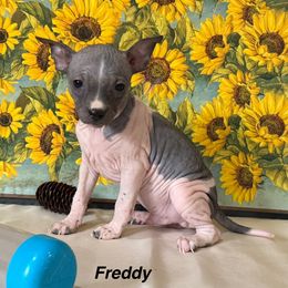 Freddy - White and black male American Hairless Terrier puppy in Buckingham, Illinois from Gaus Hof