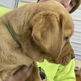 Green boy - Yellow Labrador Retriever puppy in Brooksville, Kentucky from Triple Ridge Labs