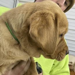 Green boy - Yellow Labrador Retriever puppy in Brooksville, Kentucky from Triple Ridge Labs