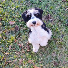 Miniature Schnauzers from Fur Covered Angels